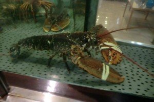 Marisqueira Majára | A lagosta